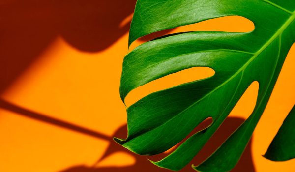 خرید از ادوب استوک adobe stock