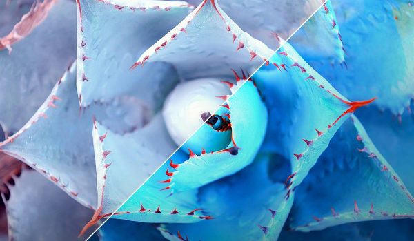 خرید از ادوب استوک adobe stock
