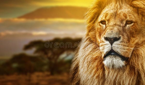 خرید از ادوب استوک adobe stock