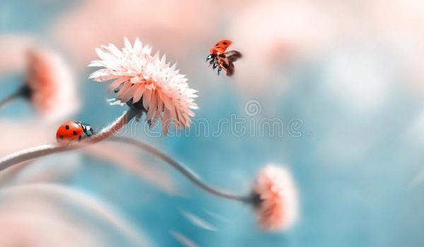 دانلود از ادوب استوک adobe stock