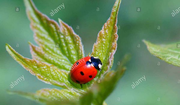 خرید از ادوب استوک adobe stock
