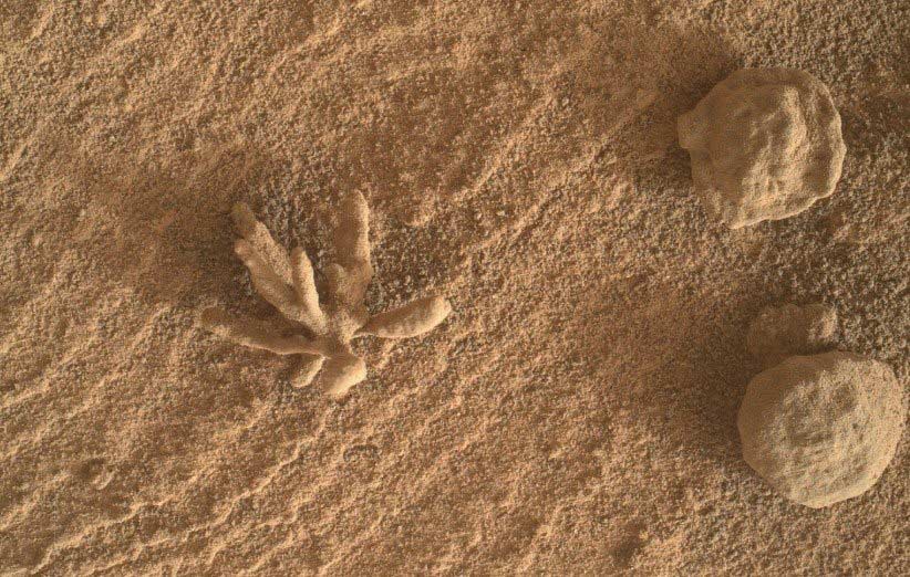 کشف گل معدنی در سطح مریخ